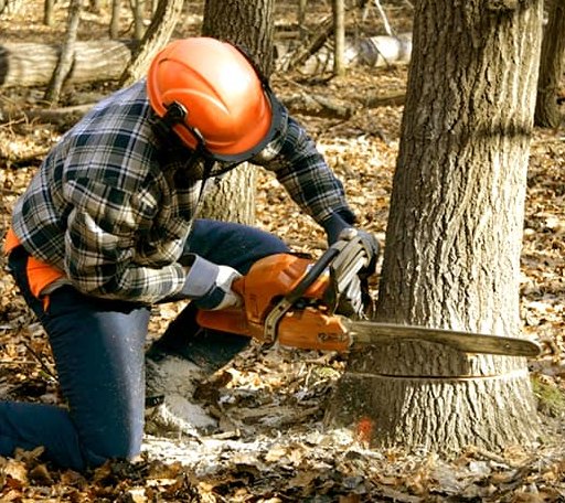 Tree Removal in Pinon Hills, CA